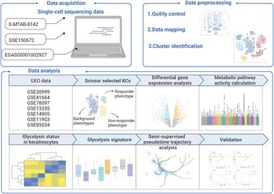 A prediction model identifying glycolysis signature as therapeutic target for psoriasis